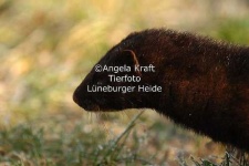 image of mink