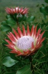 image of flower