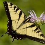 image of animal
