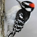 image of bird