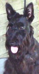 image of scotch_terrier