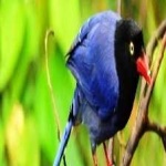 image of bird