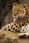 image of jaguar_car
