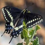 image of animal