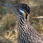 image of bird