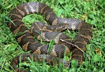 image of sidewinder