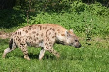 image of hyena
