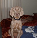 image of weimaraner