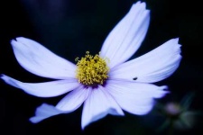 image of daisy