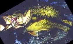 image of animal
