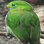 image of bird