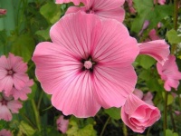 image of flower