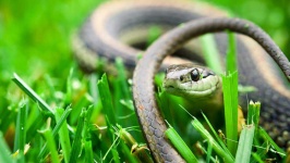 image of animal