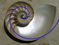 image of coil