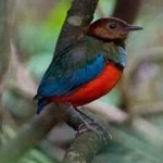 image of red_bellied_pitta #22