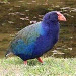 image of bird