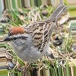 image of bird