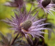 image of flower