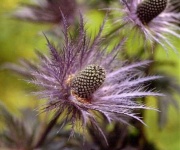 image of alpine_sea_holly #25