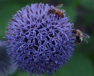 image of flower