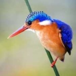 image of bird