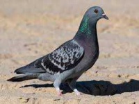 image of pigeon #11