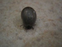 image of tick