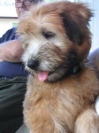 image of soft_coated_wheaten_terrier