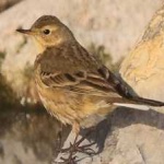 image of bird