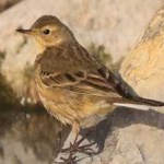 image of american_pipit #2