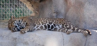 image of animal
