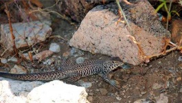 image of whiptail