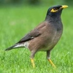 image of bird
