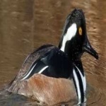 image of bird