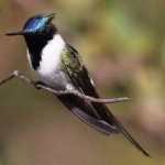 image of bird