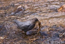 image of water_ouzel