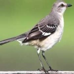 image of bird