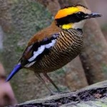 image of bird
