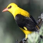 image of bird