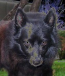 image of schipperke