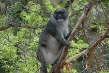 image of guenon