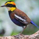 image of bird