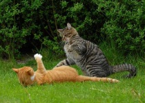 image of tiger_cat