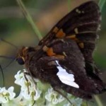 image of animal