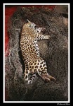 image of jaguar_car