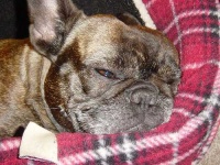 image of french_bulldog #22