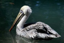 image of pelican