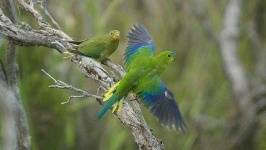 image of animal