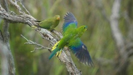 image of parrot #34