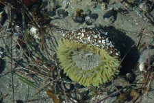 image of sea_anemone